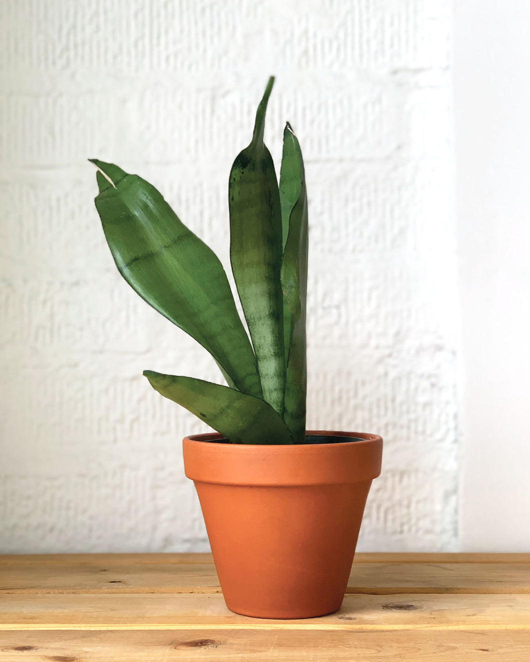 Sansevieria Moonstone