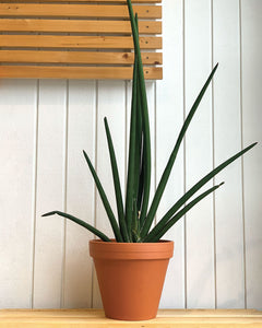 Sansevieria Rhea Fantail