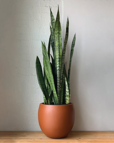Sansevieria Zeylanica