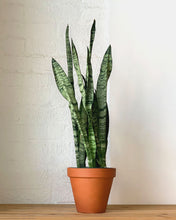Load image into Gallery viewer, Sansevieria Zeylanica