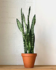 Sansevieria Zeylanica