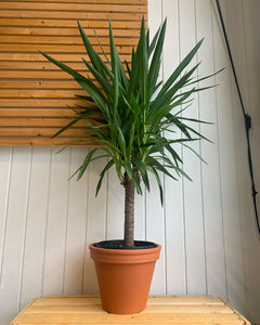 Yucca Cane