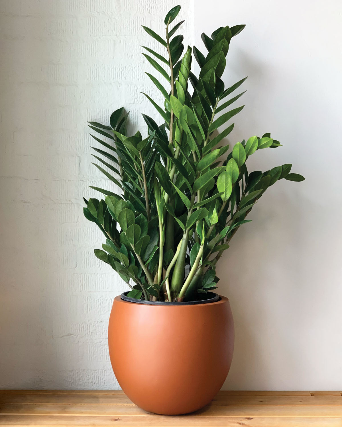 ZZ Plant – Plant Shop GR
