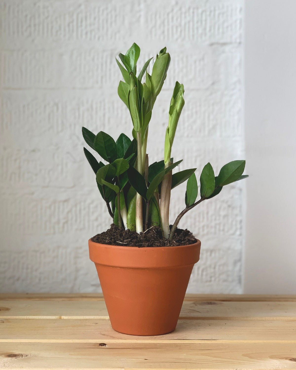 buy zz plant perth ZZ Plant – Plant Shop GR