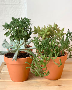 Succulents, Assorted