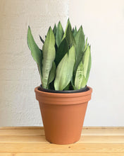 Load image into Gallery viewer, Sansevieria Moonstone