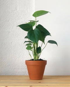 Monstera Deliciosa