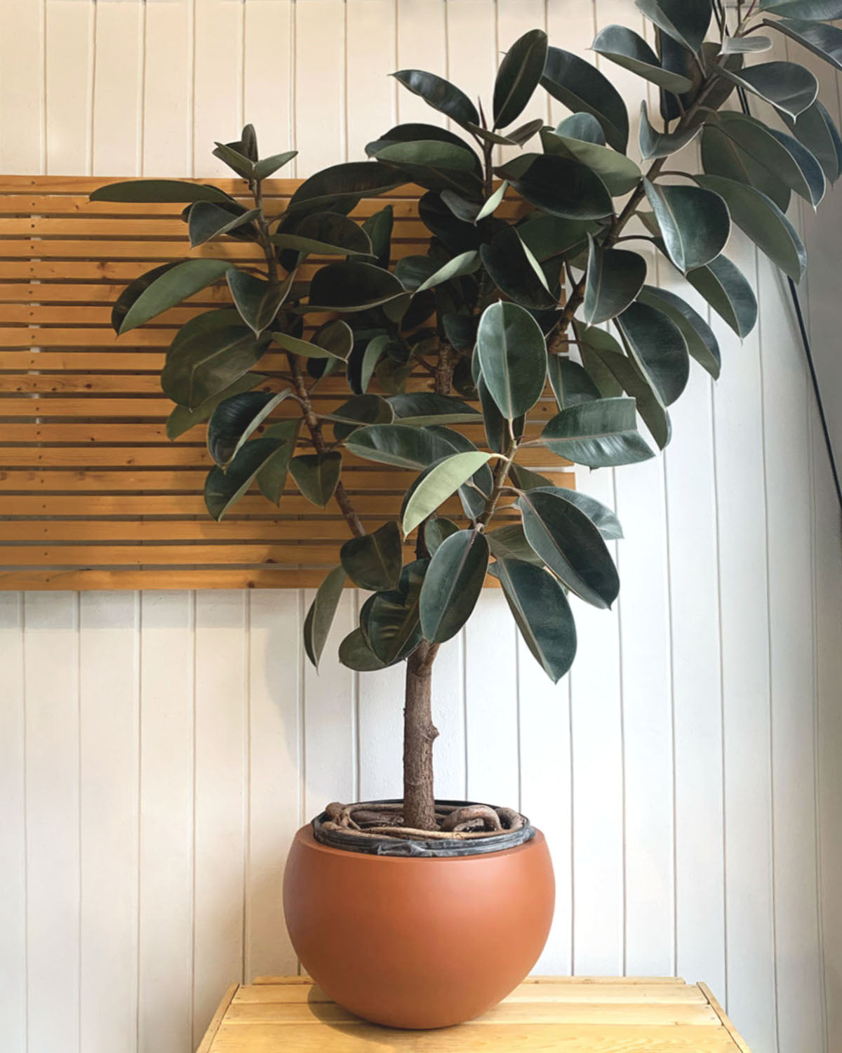 rubber leaf tree Burgundy Rubber Tree – Plant Shop GR