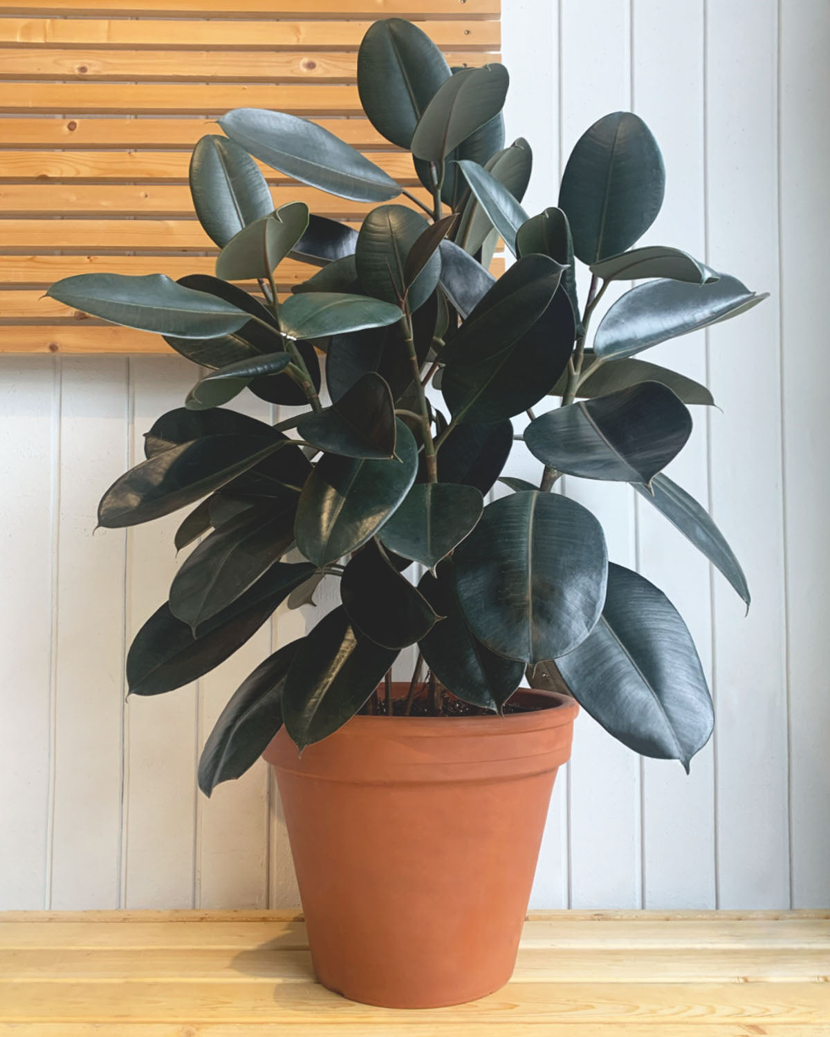 mature rubber tree for sale Burgundy Rubber Tree – Plant Shop GR