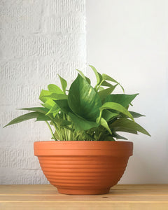 Neon Pothos