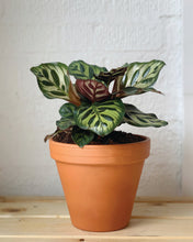 Load image into Gallery viewer, Calathea Peacock