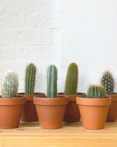 Assorted Cacti