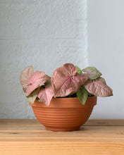 Load image into Gallery viewer, Pink Arrowhead Plant