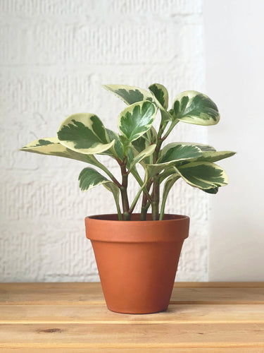 Peperomia Obtusifolia, Variegated
