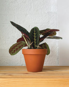 Prayer Plant