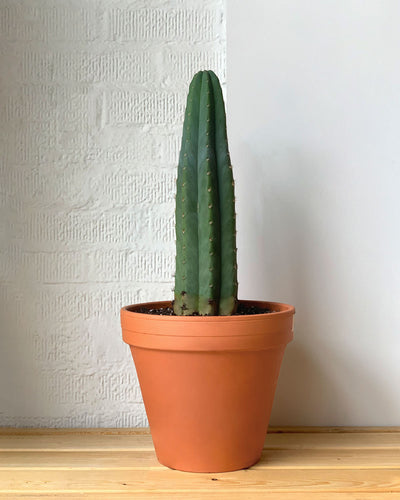 San Pedro Cactus