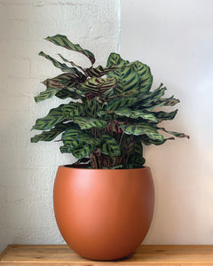 Calathea Peacock
