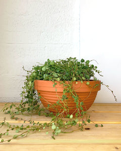 String of Turtles