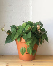 Load image into Gallery viewer, Heartleaf Philodendron