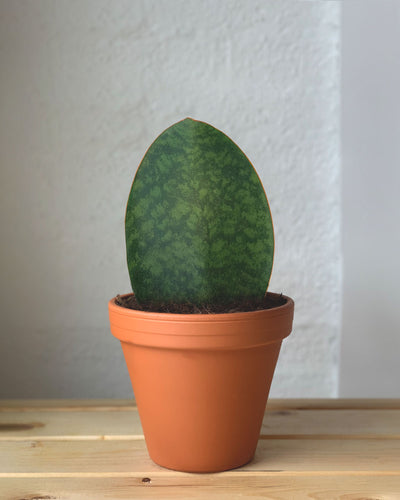 Whale Fin Sansevieria