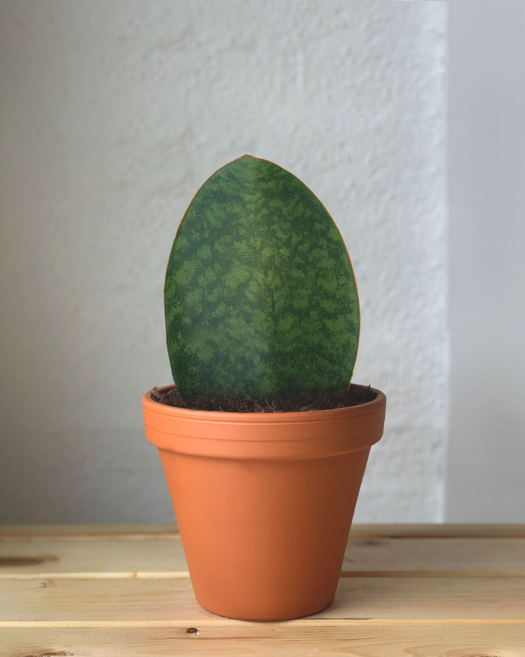 Whale Fin Sansevieria