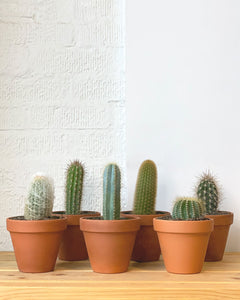 Assorted Cacti