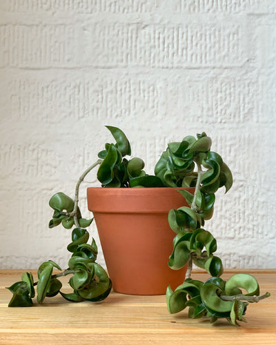 Hoya Compacta